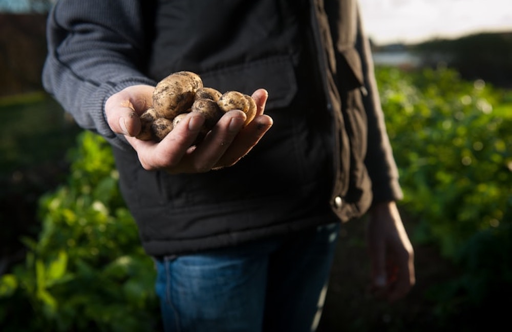 Agroalimentare, gli under 40 guidano la rincorsa del Sud