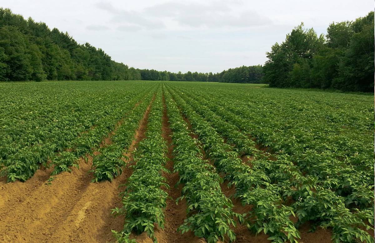 Aiuti post-crisi agli agricoltori: c’è tempo fino al 31 ottobre