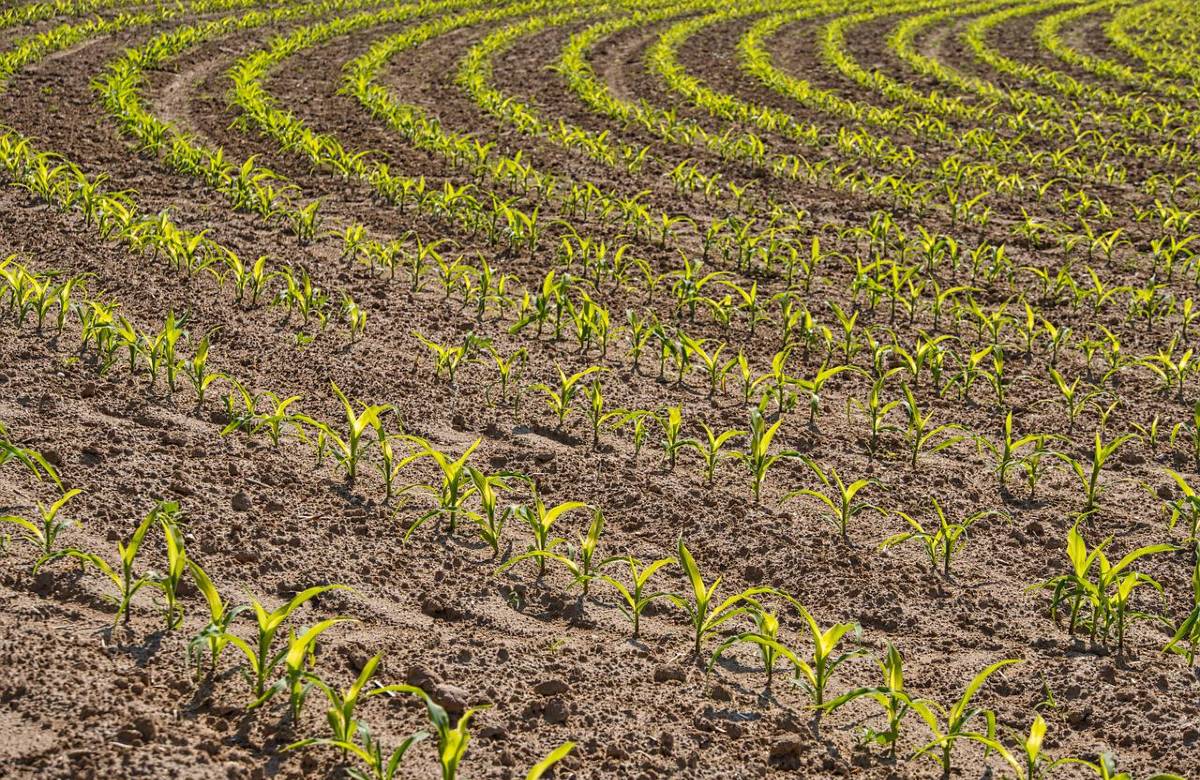 Agricoltura, dalla Regione 20 milioni di euro per “nuovi imprenditori”. Il bando