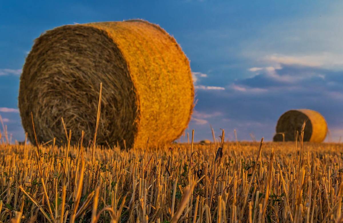 Agricoltura, l’Italia perde meno posti dell’Ue. Più investimenti, poco credito