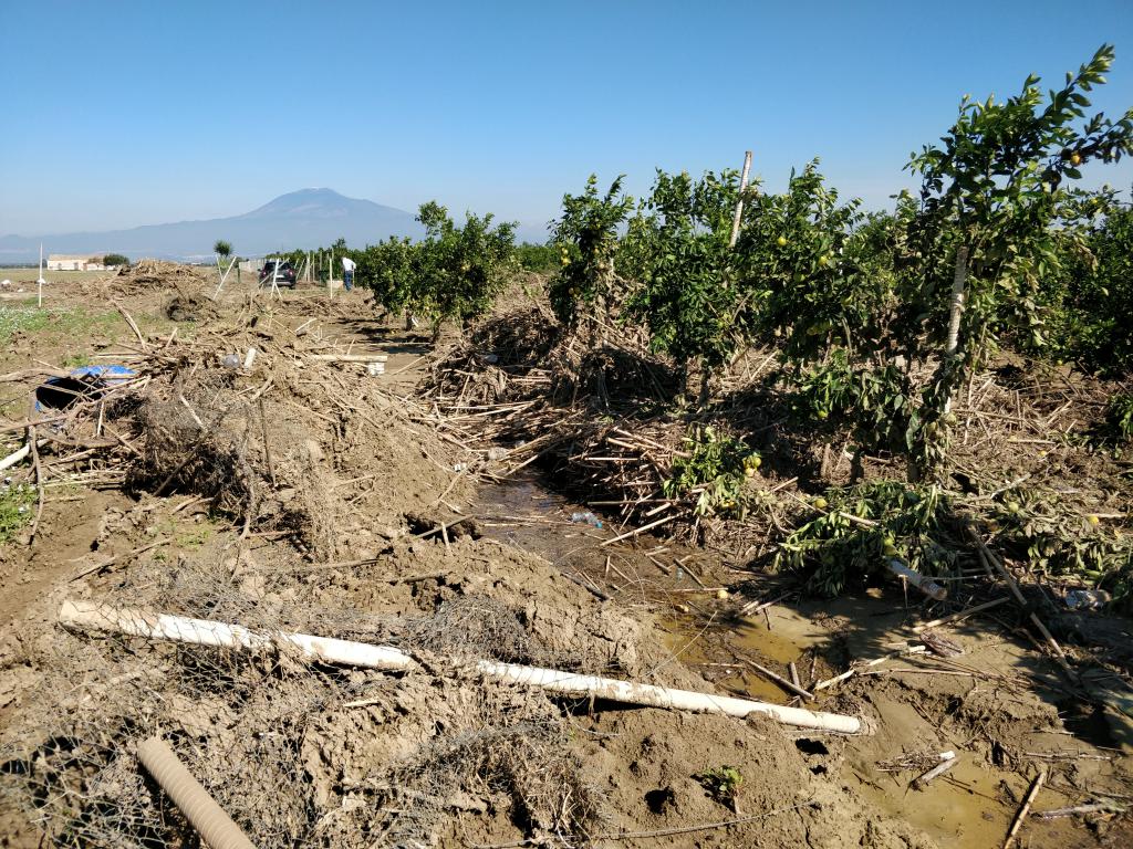 Siracusa, danni ai limoneti: “Soffriamo anche aumento dei costi e incuria”
