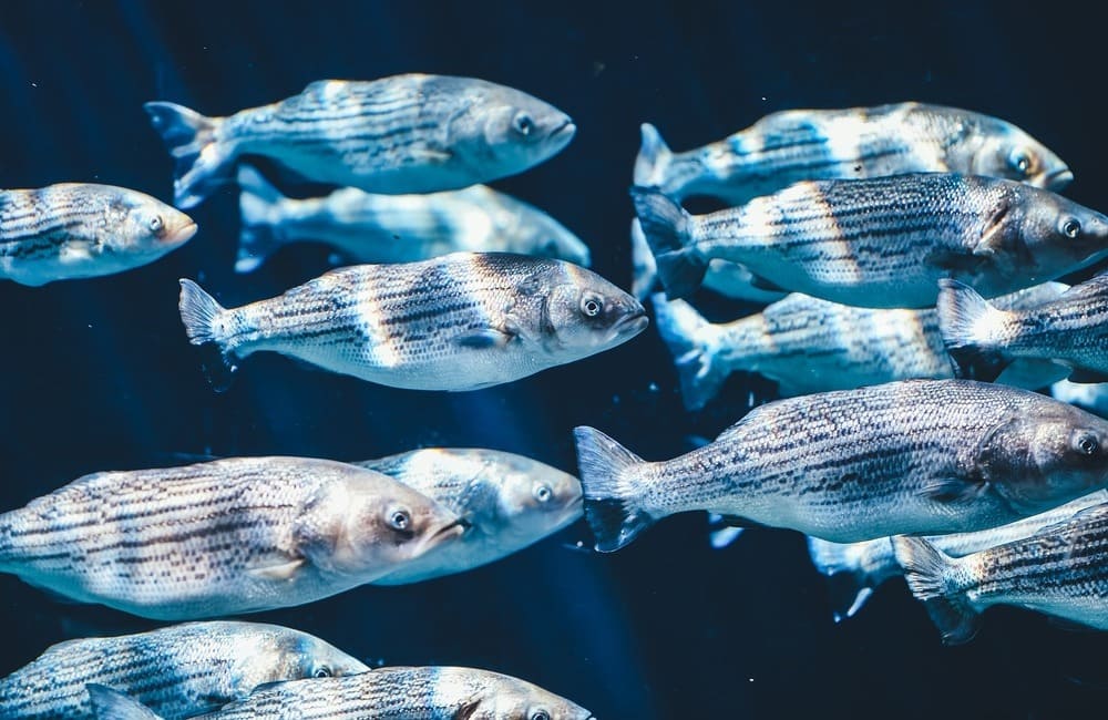 Pesca, dalla Regione un progetto per promuovere i prodotti ittici salutari