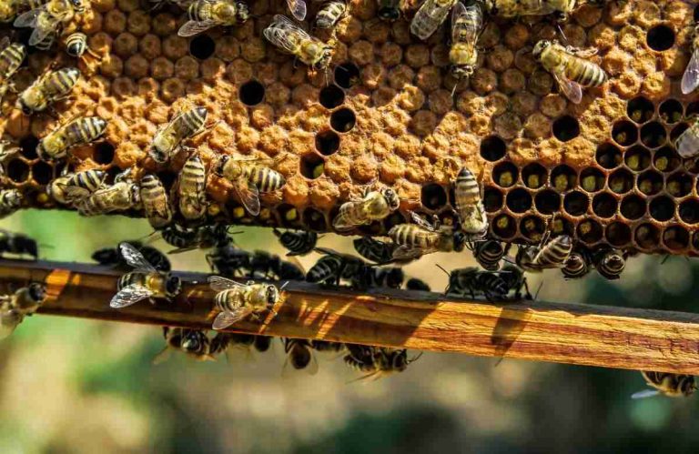 Apicoltura in crisi: non c’entra il Covid. I produttori chiedono aiuto