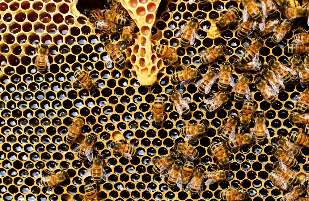 Apicoltura in crisi in Sicilia. Nel 2019 persi 6,8 milioni