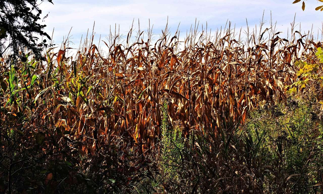 Siccità: l’agricoltura in Sicilia chiede le acque depurate, ma le buttiamo a mare