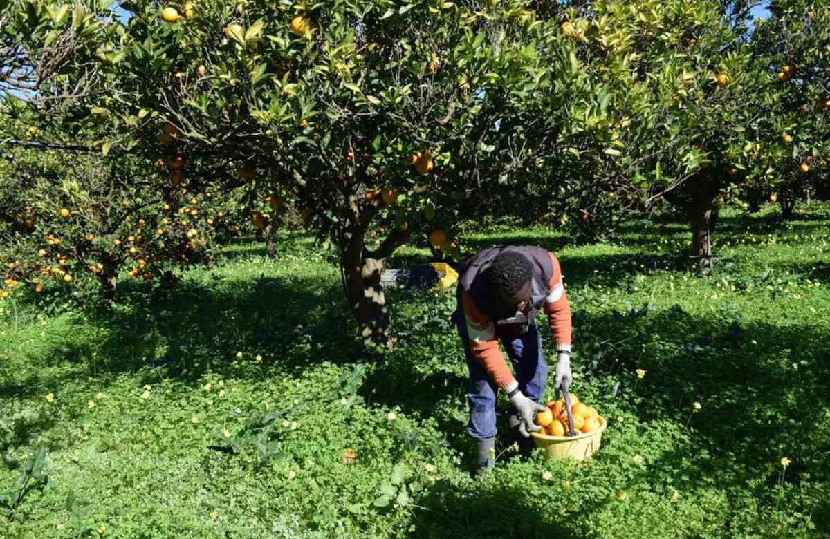 Adrano: Croce Rossa, Flai Cgil e Comune insieme contro il caporalato
