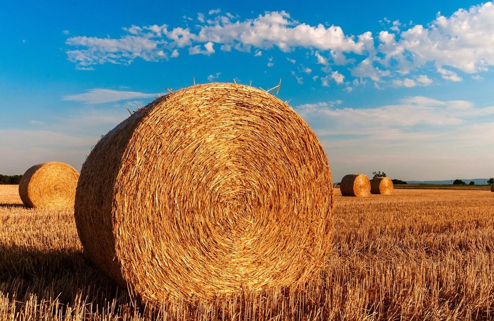 Regione: 50 milioni per Tristeza e innovazione in agricoltura- FocuSicilia