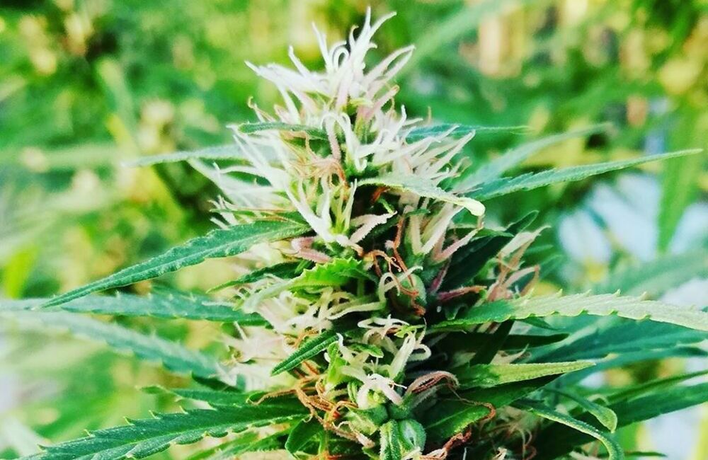 Cannabis, luci e ombre del settore. Persi 6 miliardi di euro