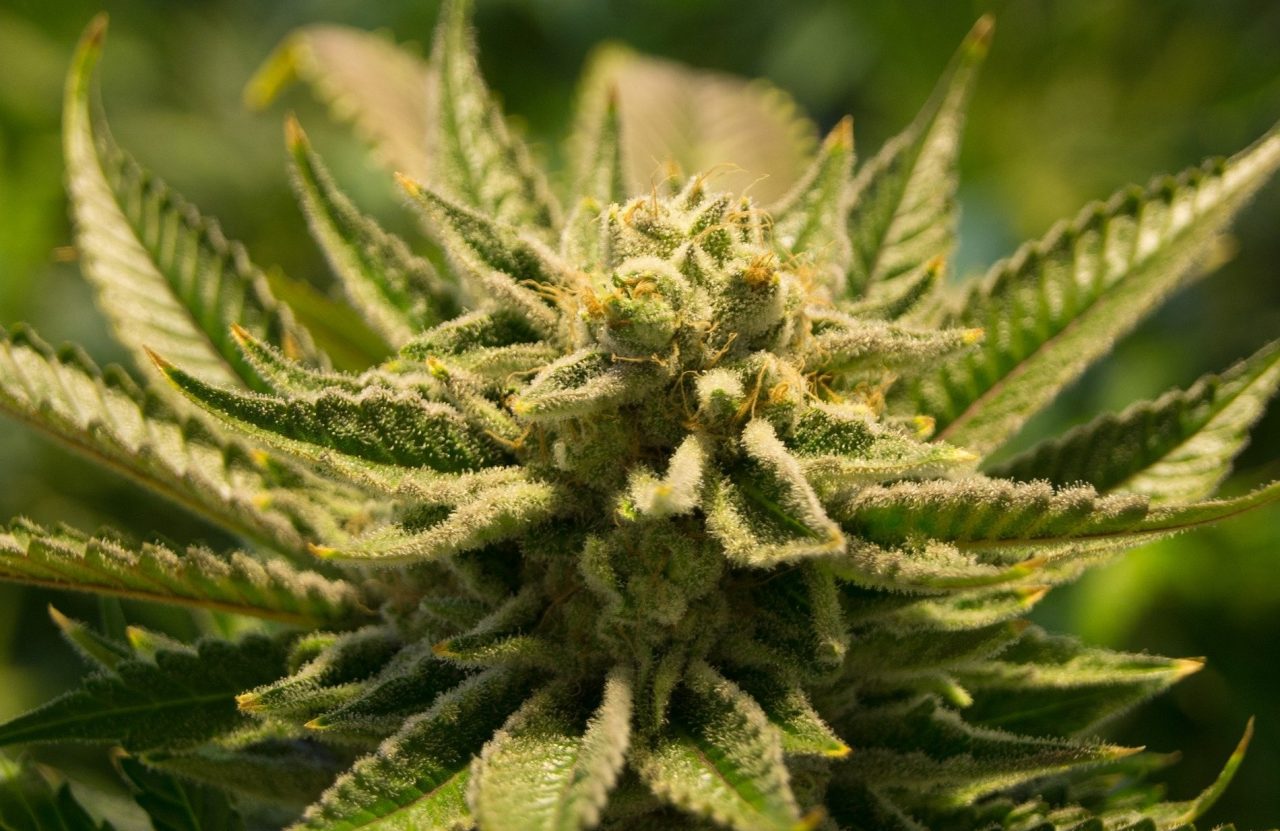 La cannabis non basta? “Coltiviamola in Sicilia”