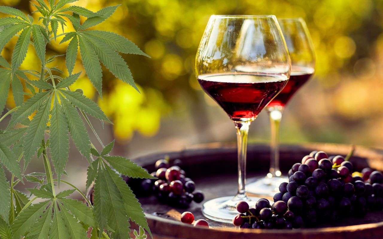 Cannabis legale. Può essere un business superiore all’export di vino