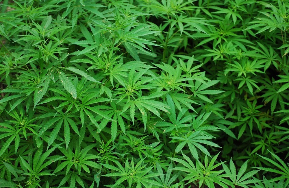 Produrre Cannabis terapeutica in Sicilia, la mozione M5S
