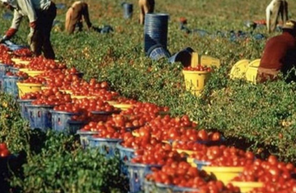Caporalato in Sicilia, Cisl e Fai contro Flai Cgil per il protocollo con la Regione