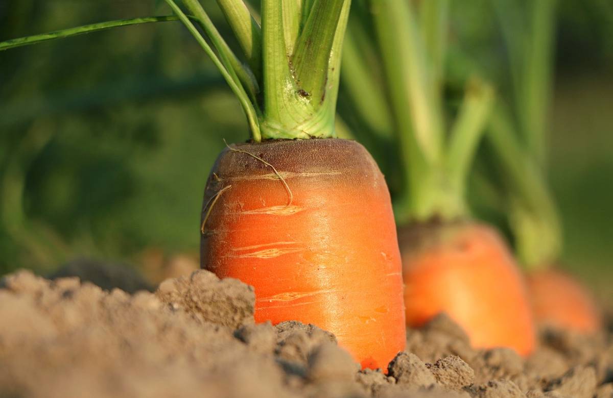 Agricoltura: 300 mila posti di lavoro con la Sicilia autosufficiente