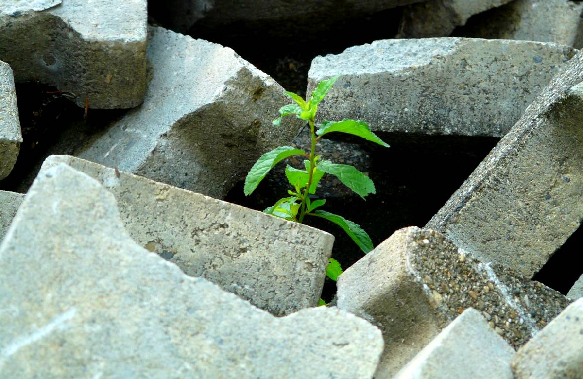 Ecosistema Urbano 2024, la Sicilia arranca. E Catania è (di nuovo) ultima