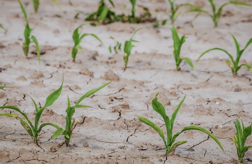 “Agricoltura gelese allo stremo per carenza d’acqua”. La denuncia della Cisl
