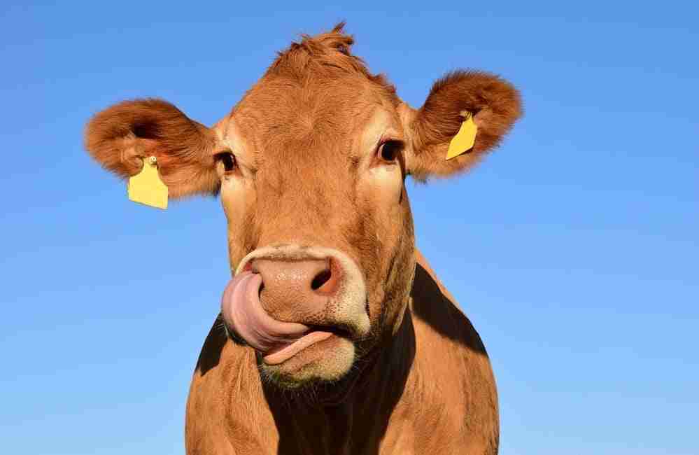 Brucellosi, sì all’esportazione dei bovini siciliani. Razza: batteremo la malattia