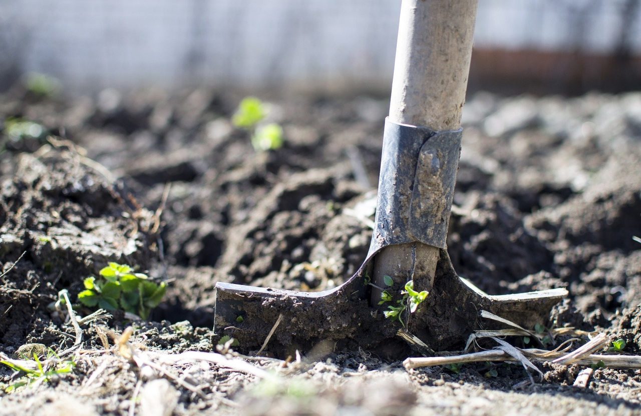 Agricoltura, i primati siciliani: biologico ma anche caporalato