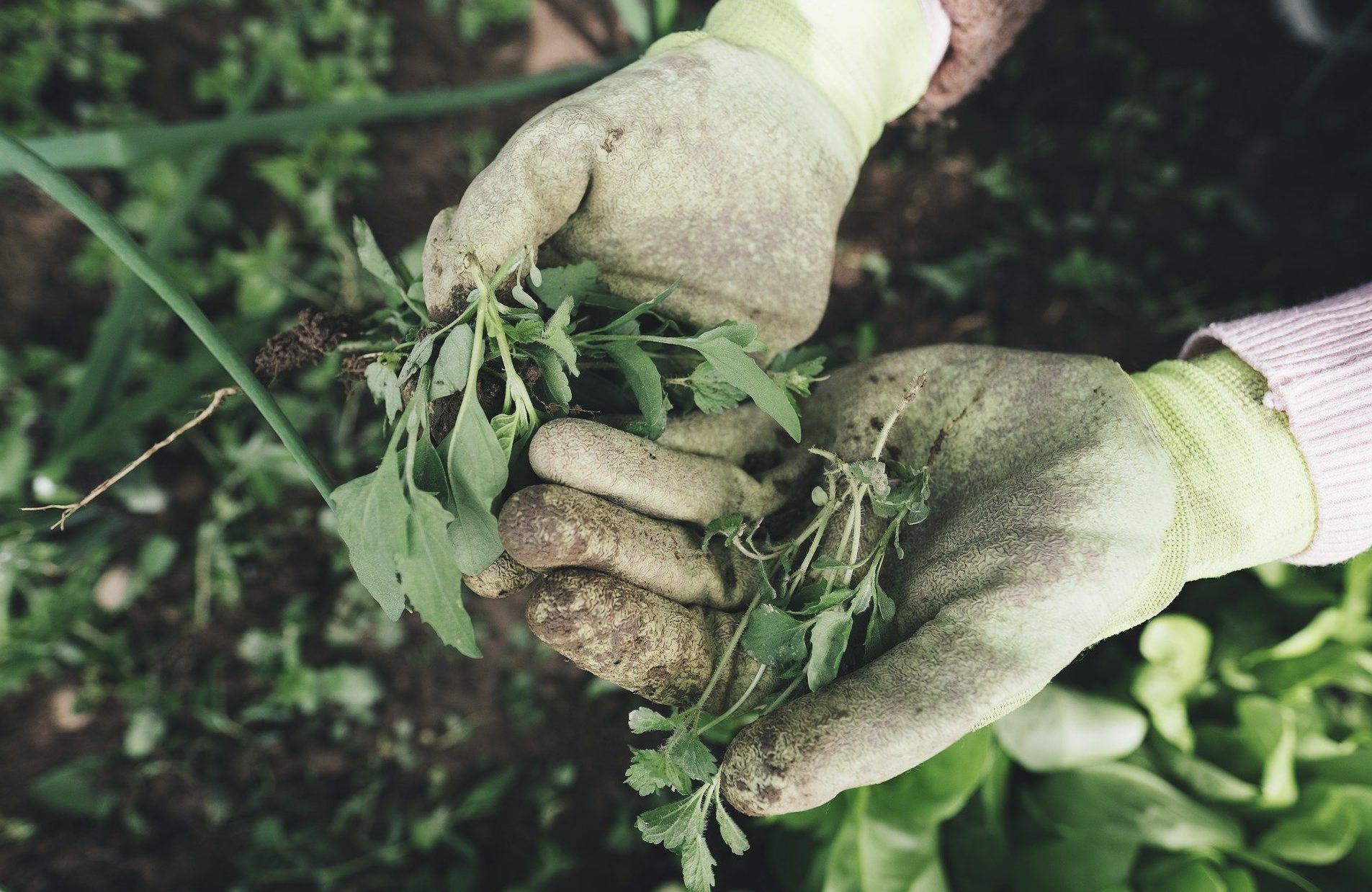 Agricoltura, Cgil e Flai Sicilia: “Ora il collocamento pubblico”