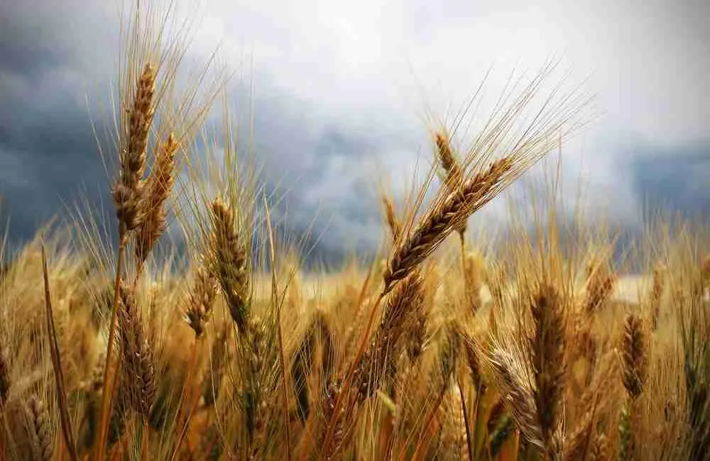 Grano duro, in Sicilia qualità elevata