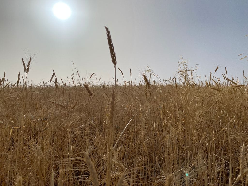 Grani antichi, oro di Sicilia. L’isola capitale della biodiversità