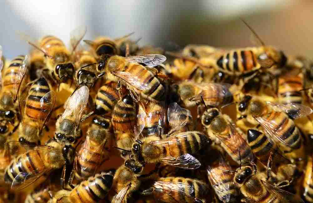 Giornata mondiale delle api, importanti per ambiente ed economia. Le iniziative