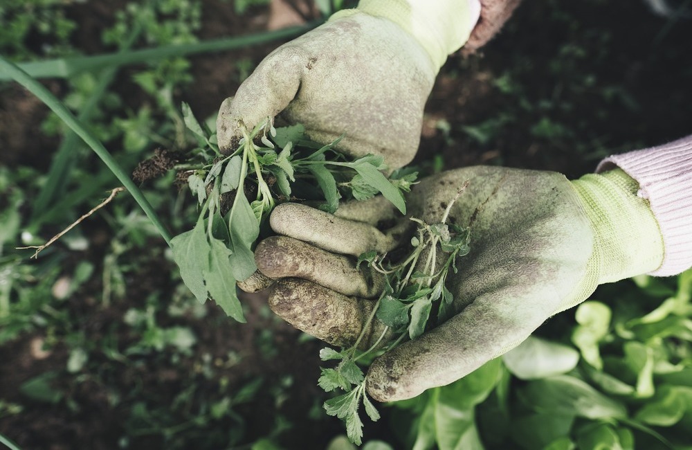 Regione, 115 milioni per gli agricoltori siciliani. In arrivo le graduatorie
