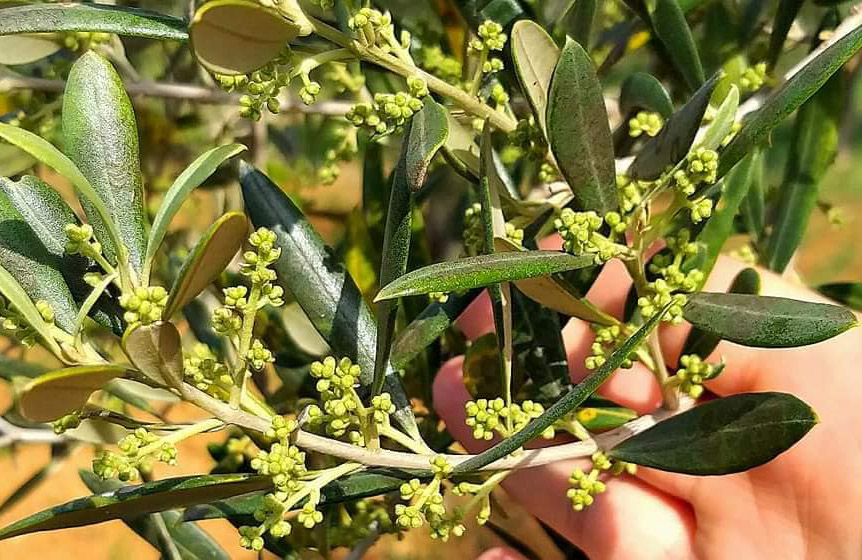 Olio d’oliva spremuto dal Covid: “Calo almeno del 40 per cento”