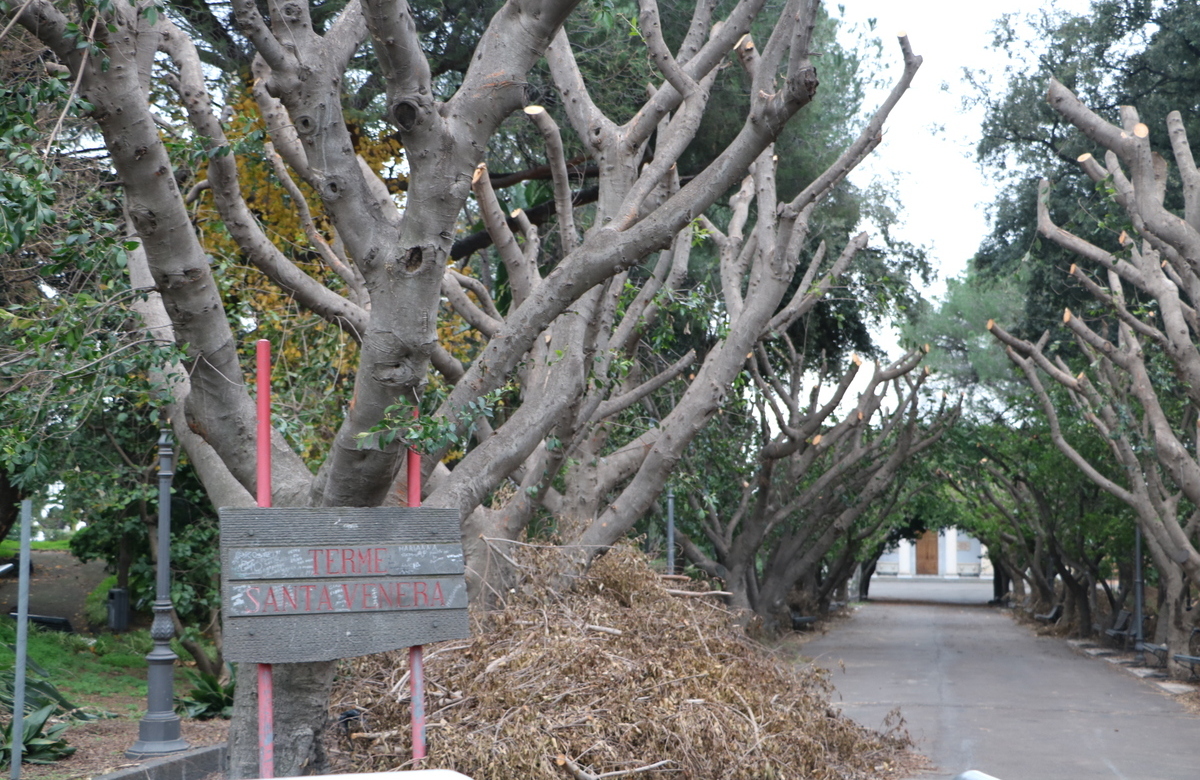 Parco delle Terme di Santa Venera. Era un giardino inglese, oggi è una giungla