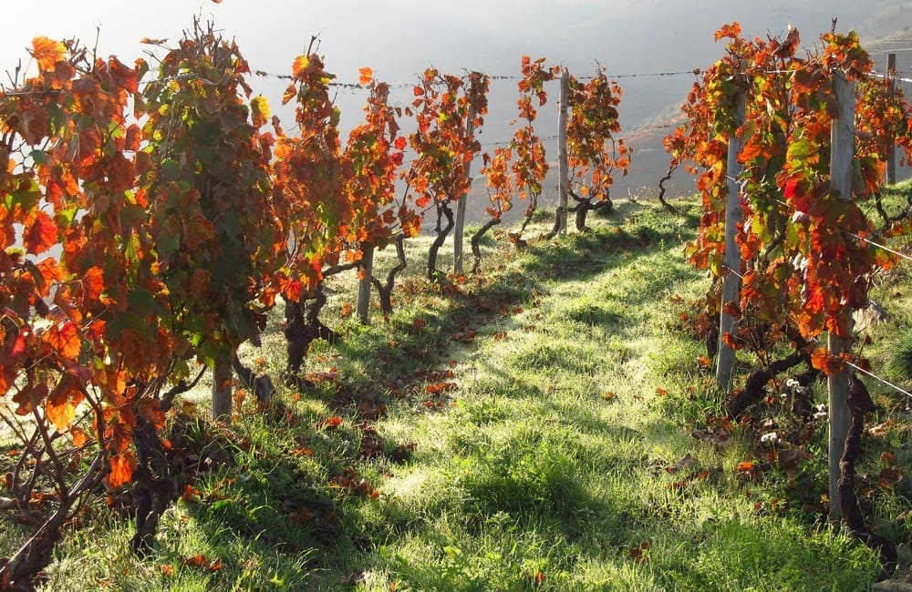 Regione, 8 milioni per l’internazionalizzazione dei vini siciliani