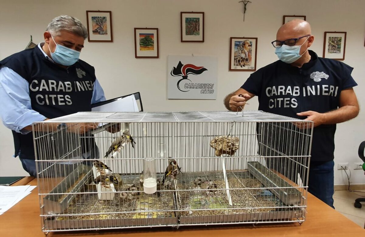 Animali colpiti, boschi bruciati: la Sicilia resta teatro dell’eco-crimine