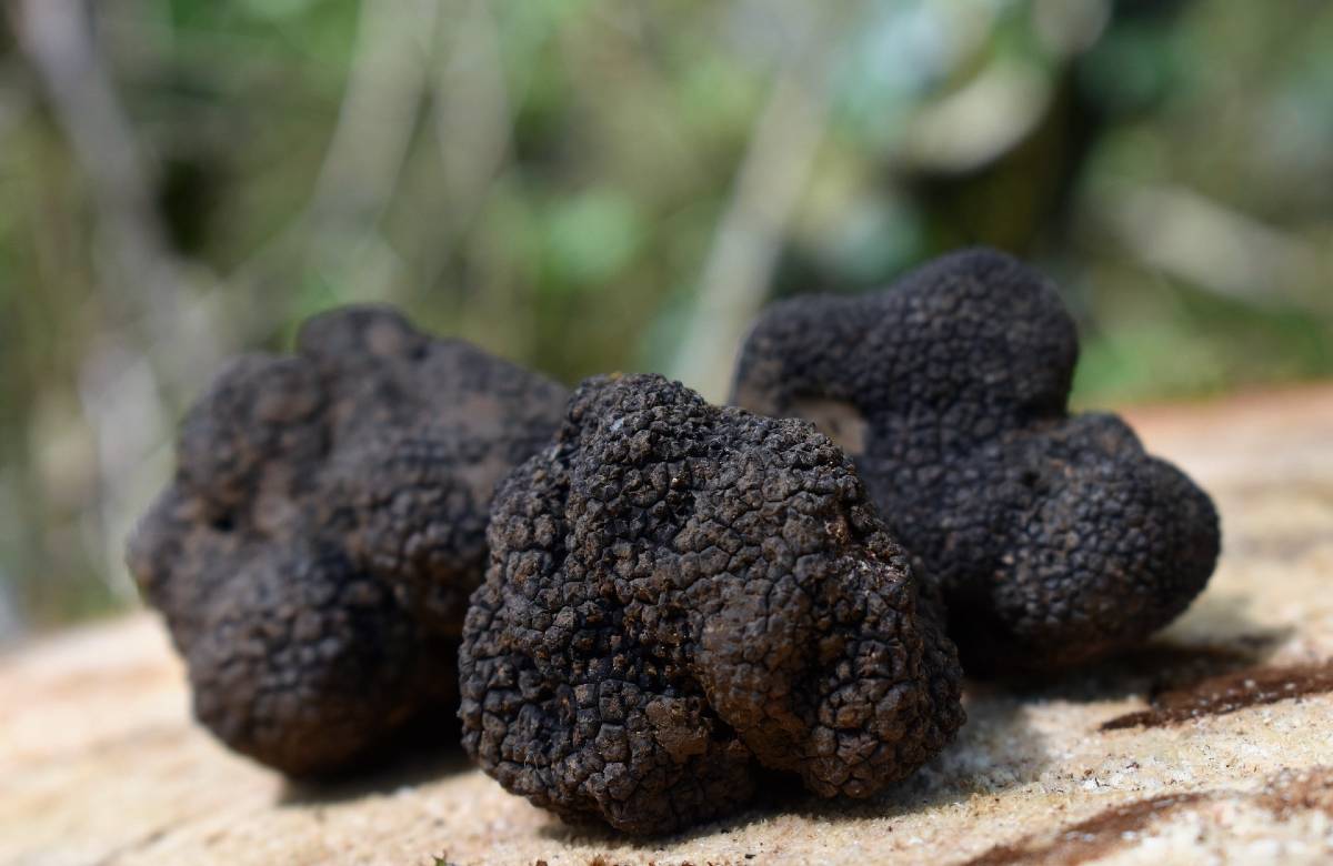 Tartufo: si studia un regolamento per produzione e raccolta