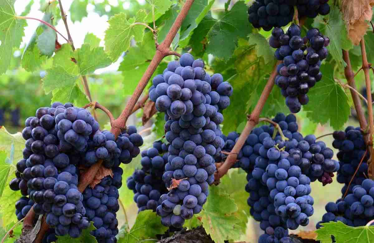 Vigne a secco, i produttori in difficoltà: “Chiedere stato di emergenza”