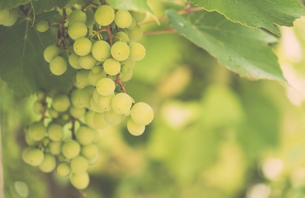 Vigne dell’Etna in ascesa. Ma l’ettaro più prezioso è tropicale