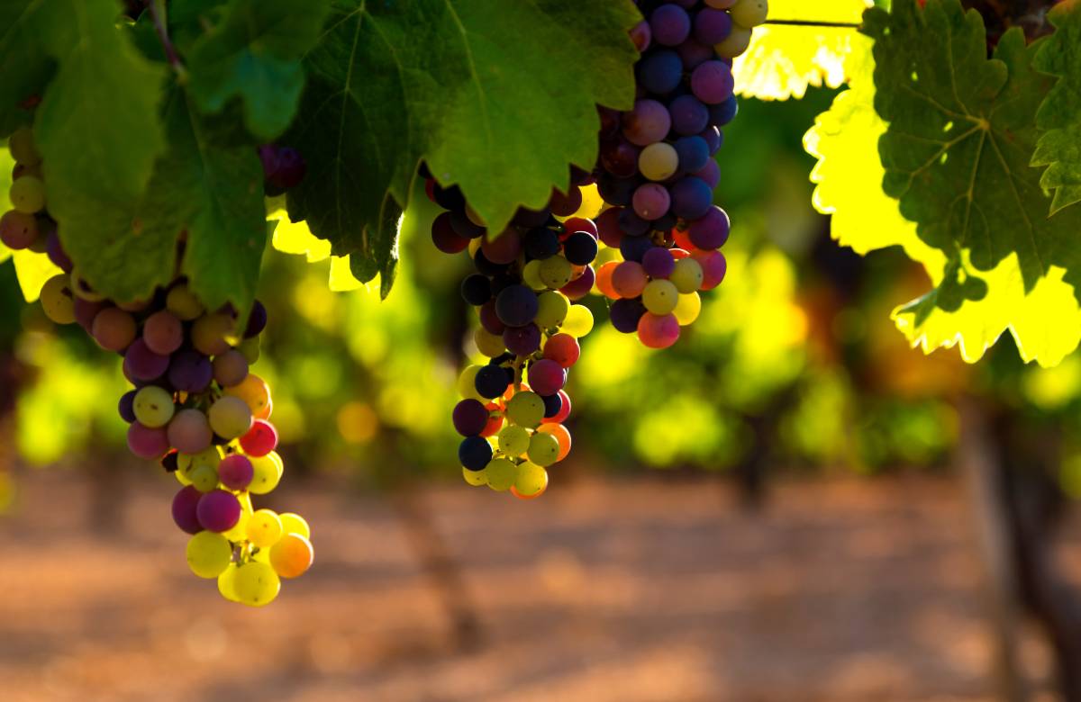 Ristrutturazione vigneti, 13 milioni di euro a 578 aziende siciliane
