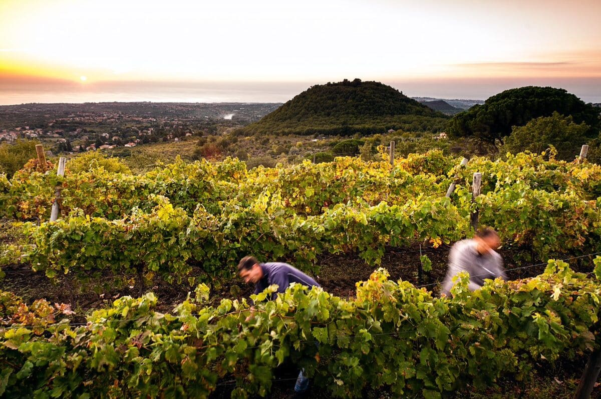Da “Contrade” a Vinitaly. Il vino dell’Etna tra passione e impresa