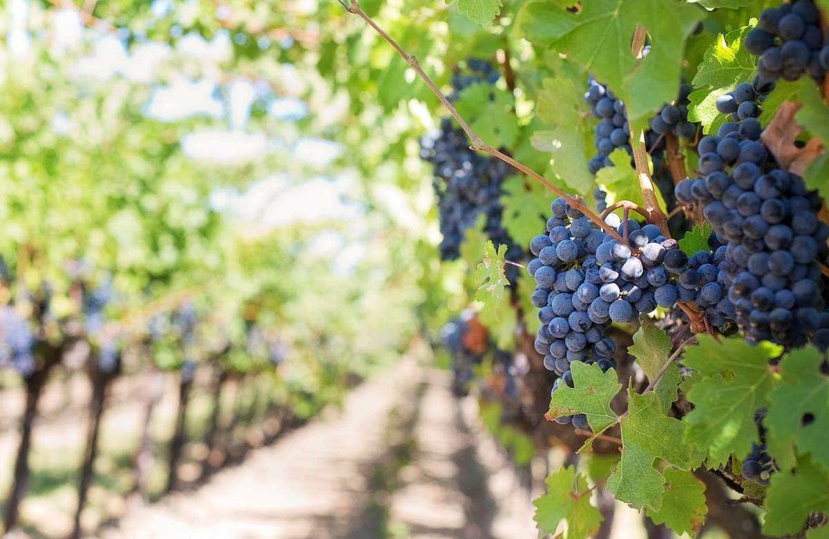 Riconversione dei vigneti: 13 milioni di euro e 558 domande