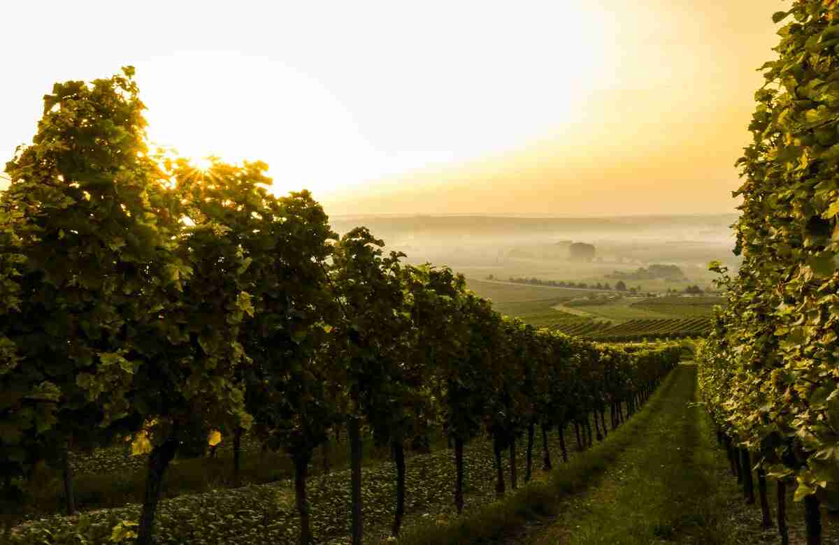 Vigne vecchie fanno buon vino: il punto del consorzio Etna doc sulla vendemmia