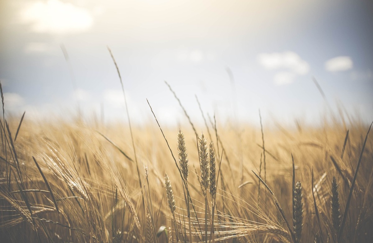 Un marchio Dop per la pasta di grano duro siciliano