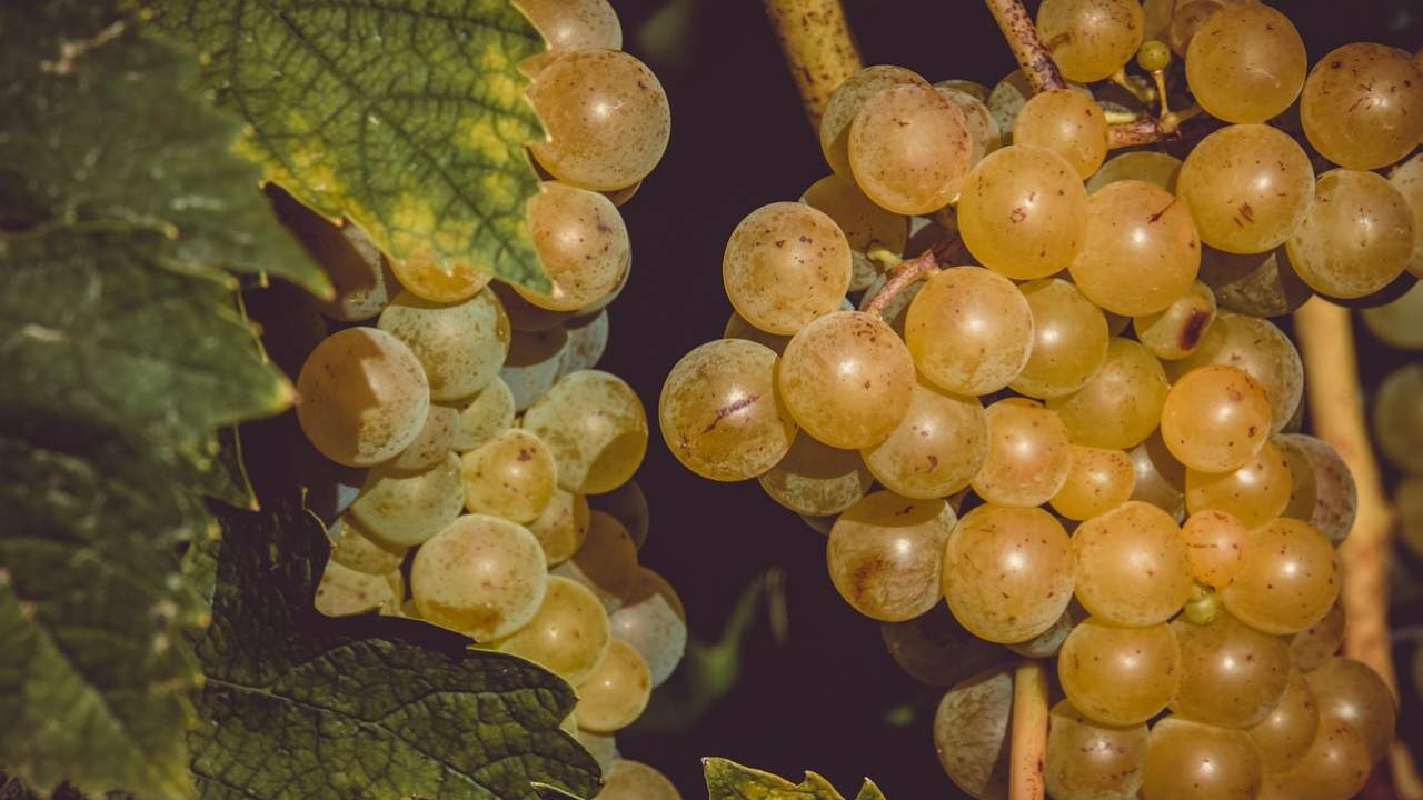 Grappo d'uva