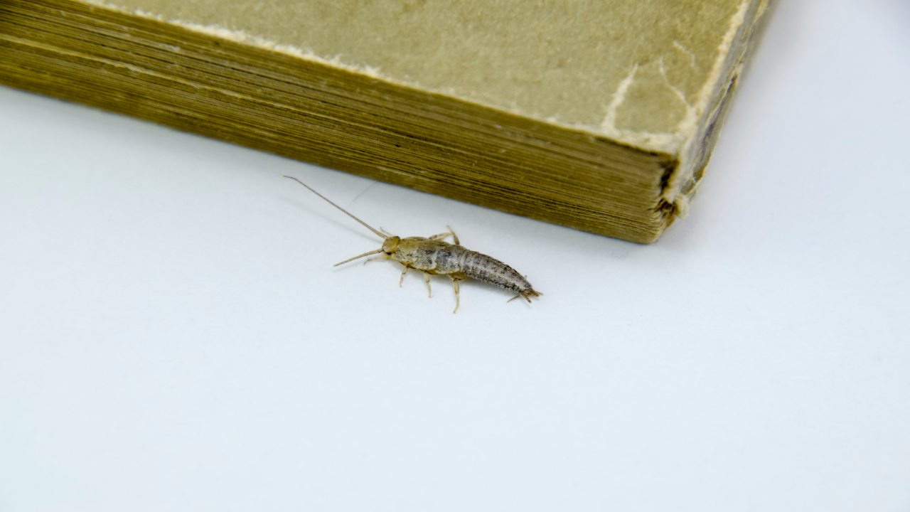 Pesciolino d'argento libro (Corporate+)-focusicilia.it