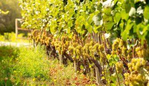 Vitigno - fonte_Canva - focusicilia.it