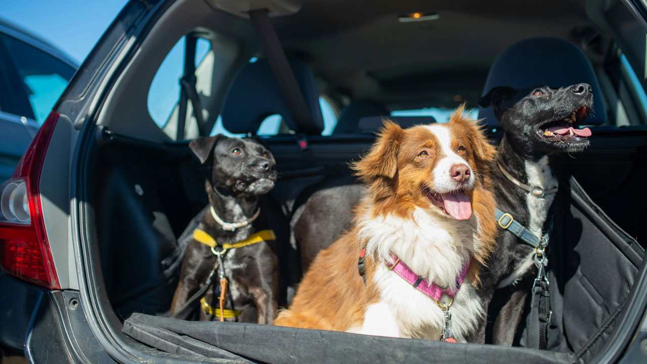 Animali in auto, arriva la stretta - Focusicilia.it