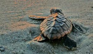 Caretta Caretta - fonte_Pinterest - Focusicilia.it