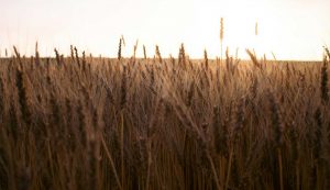 Campo di grano - fonte_Canva - Focusicilia.it