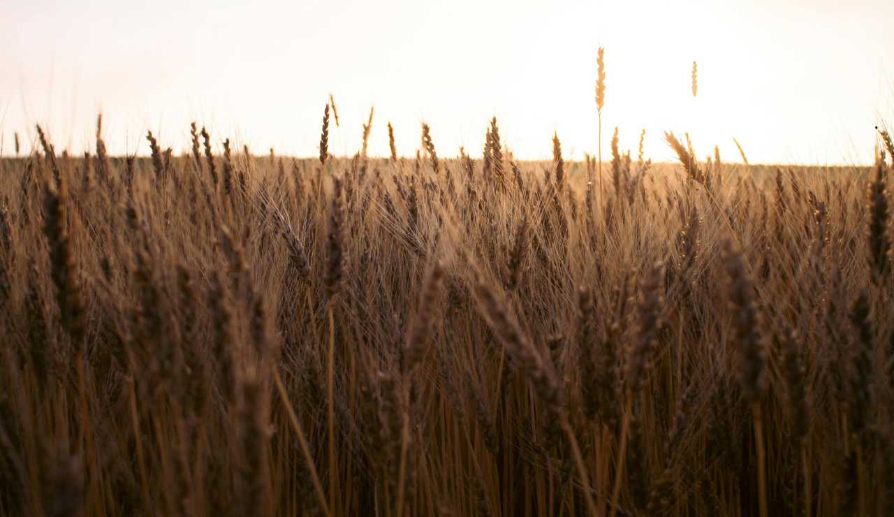 Campo di grano - fonte_Canva - Focusicilia.it